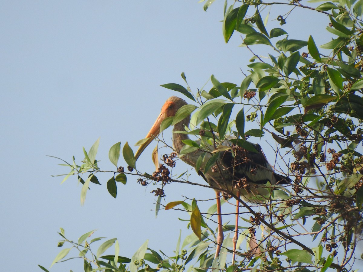 Painted Stork - ML630716671