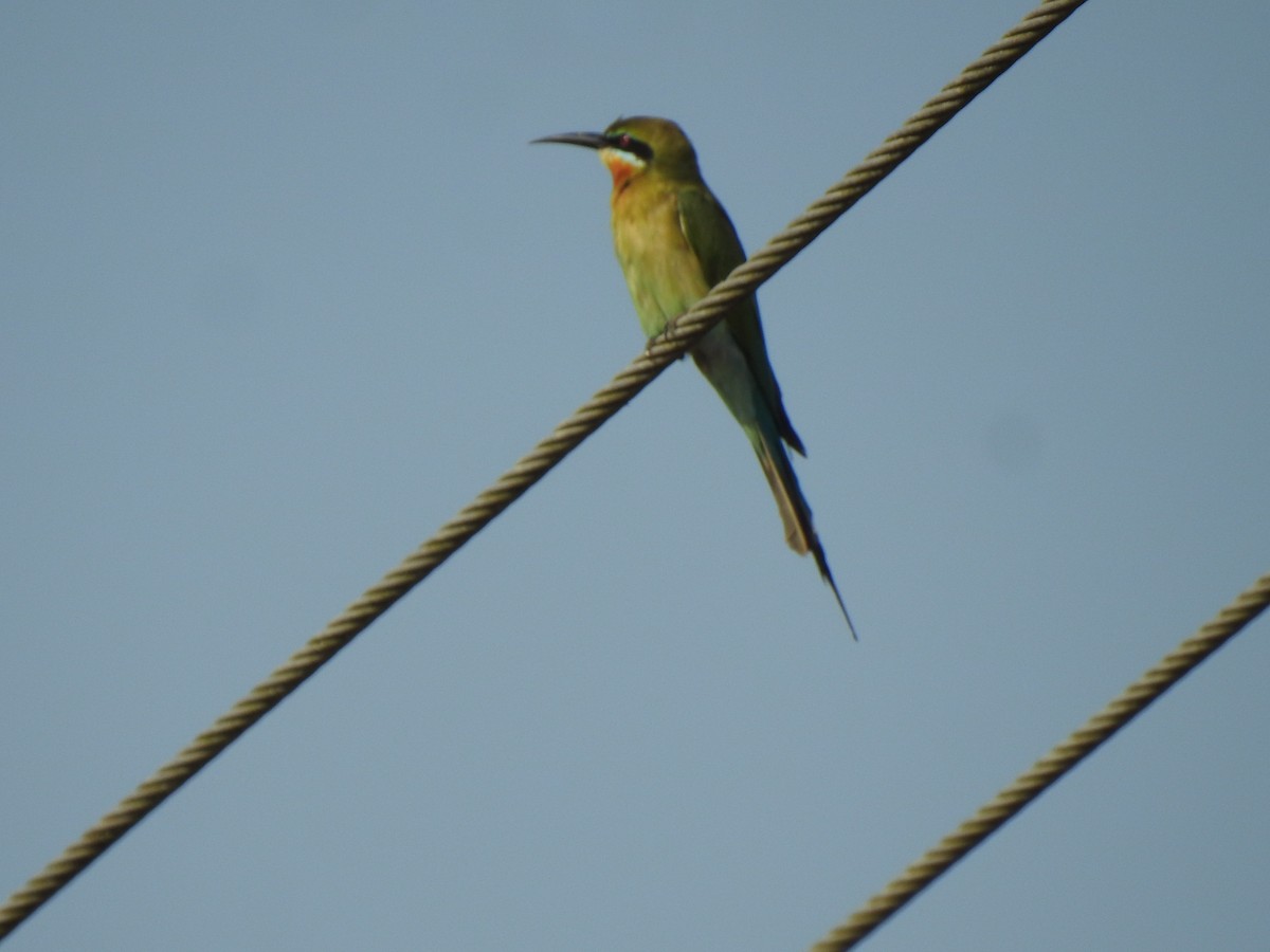 Blue-tailed Bee-eater - ML630716683