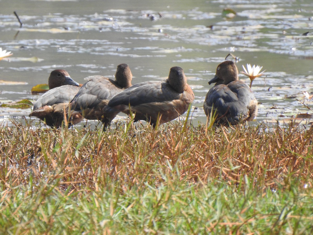 Lesser Whistling-Duck - ML630716738
