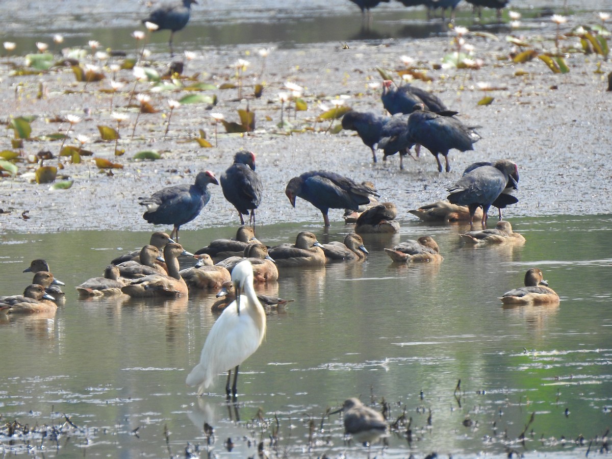 Gray-headed Swamphen - ML630716752