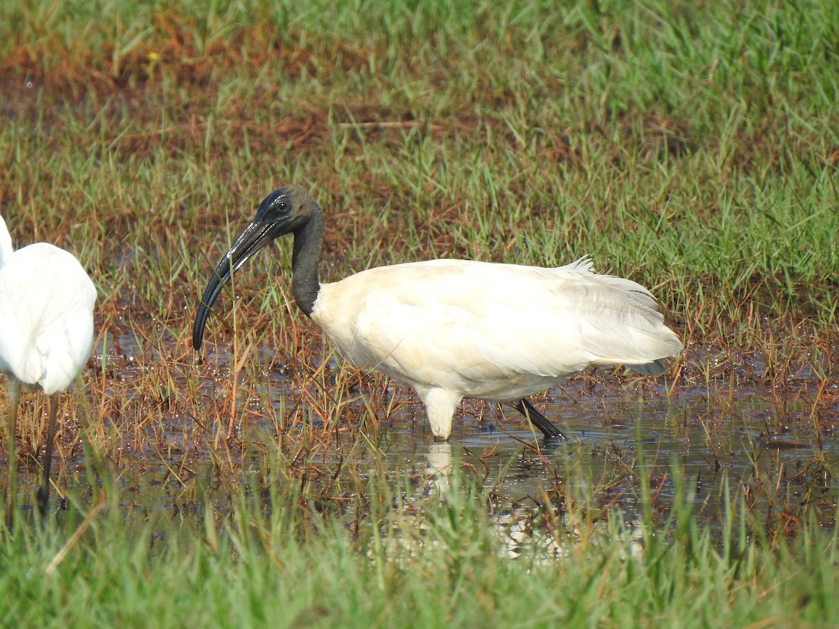 Black-headed Ibis - ML630716763