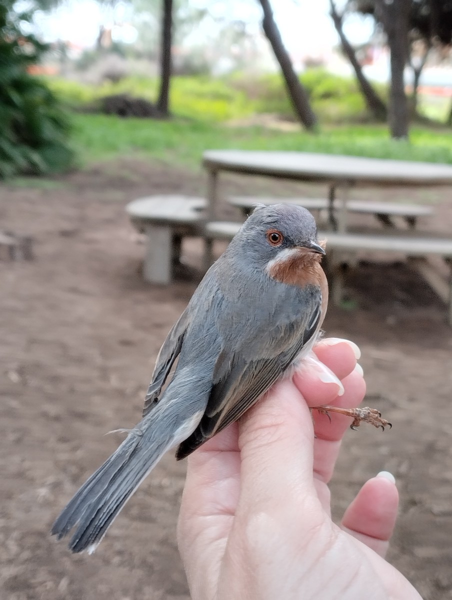 Western Subalpine Warbler - ML630716849