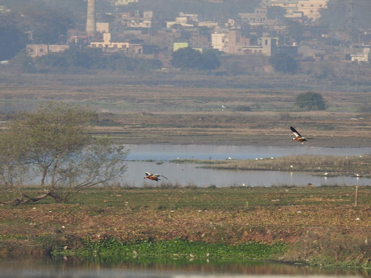 Ruddy Shelduck - ML630716888