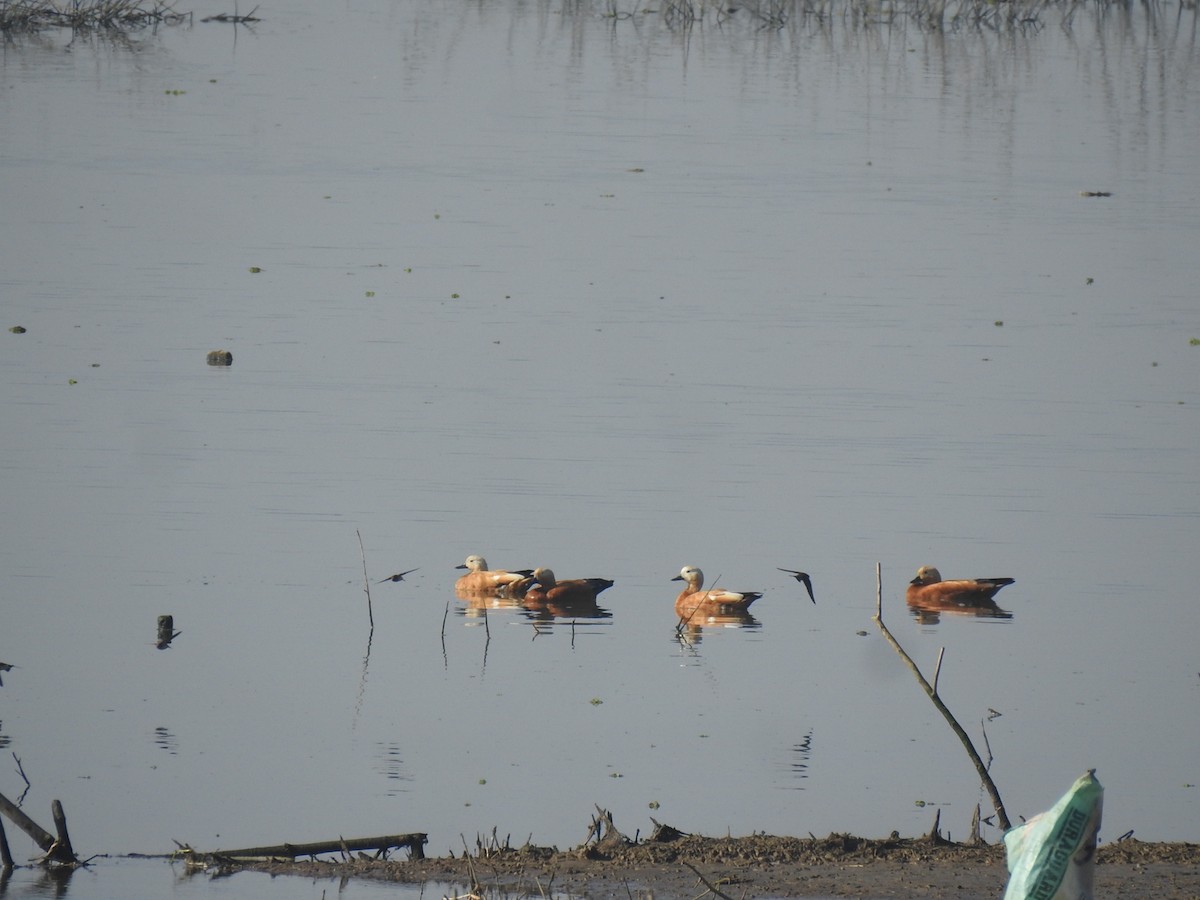 Ruddy Shelduck - ML630716900