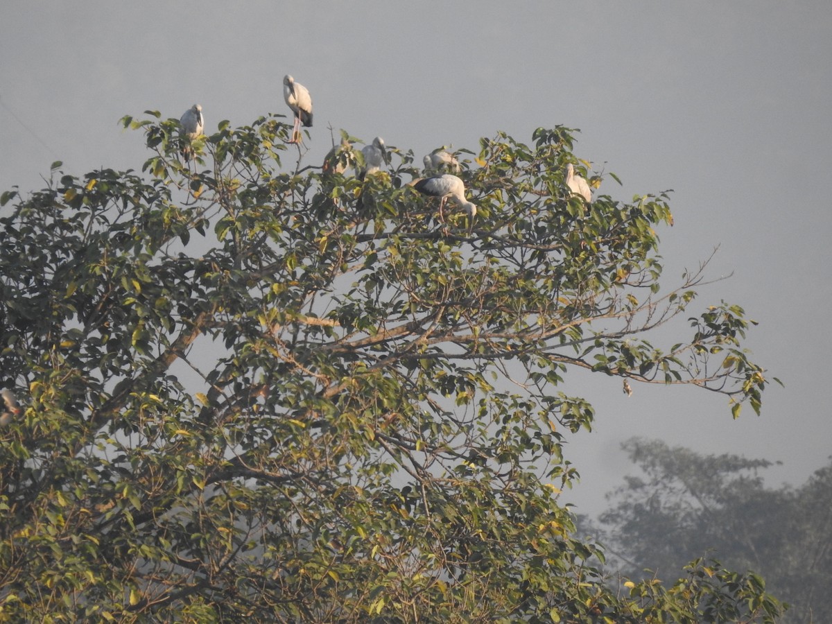 Asian Openbill - ML630716920