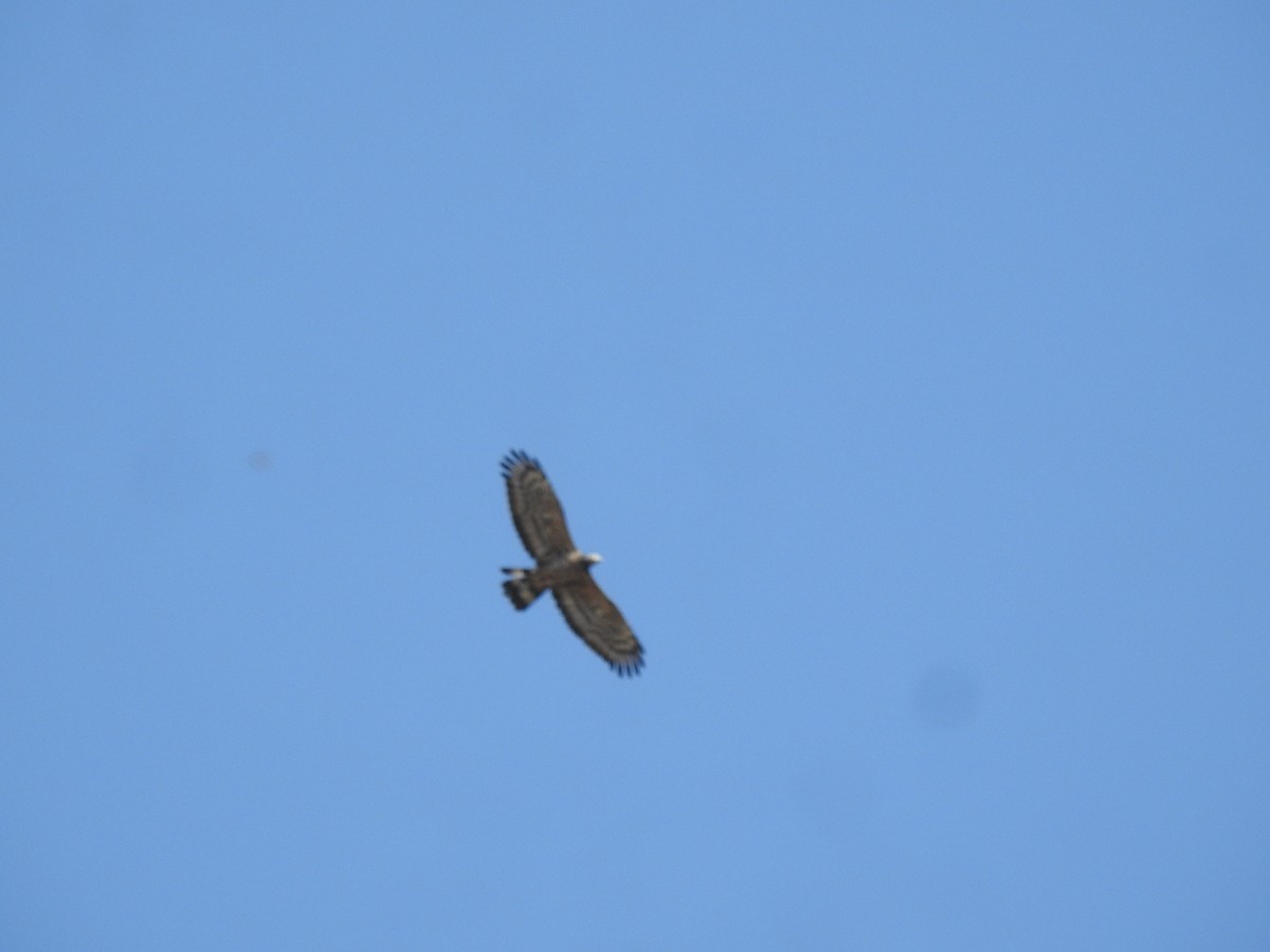 Oriental Honey-buzzard - ML630716952