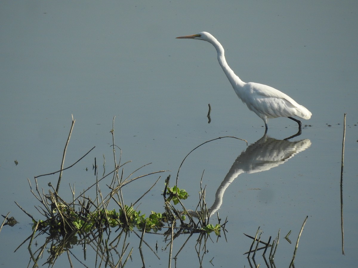 Medium Egret - ML630716964