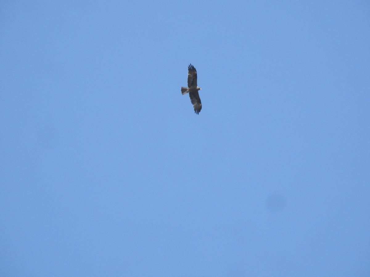 Booted Eagle - ML630716982