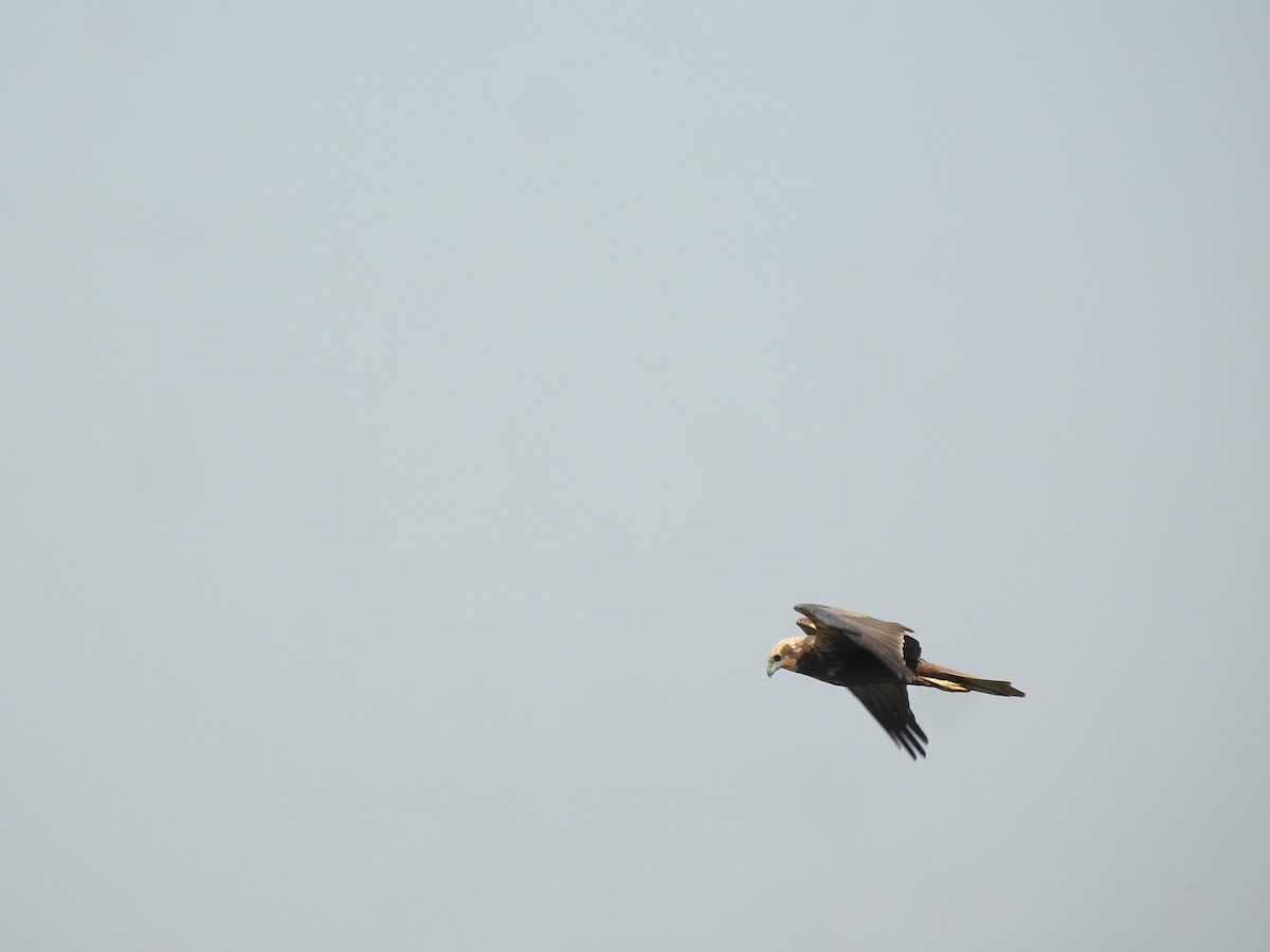 Western Marsh Harrier - ML630716994
