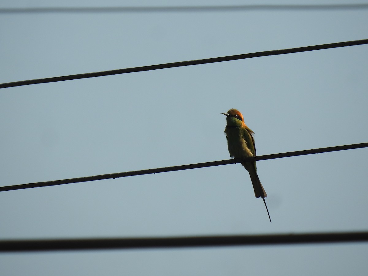 Asian Green Bee-eater - ML630717010