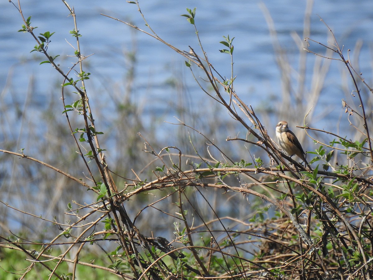 Brown Shrike - ML630717027