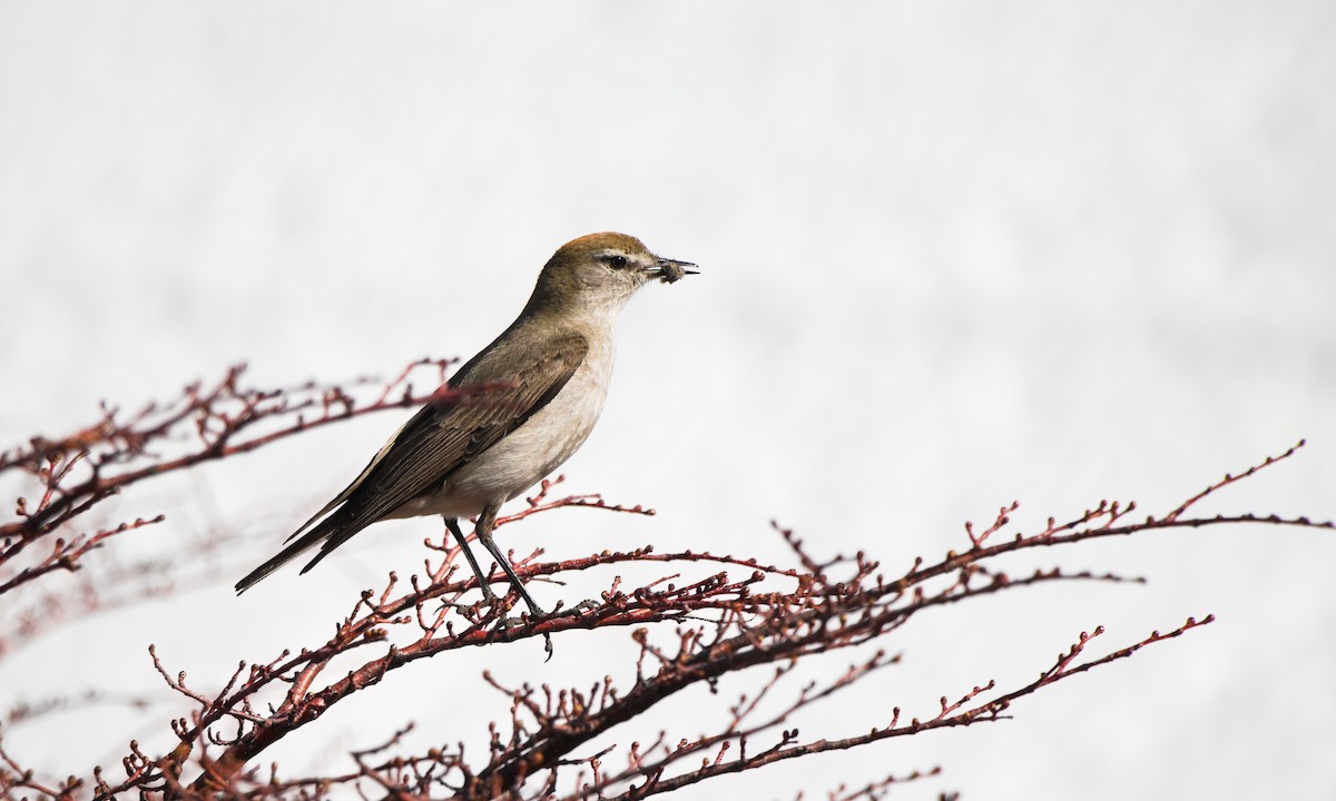 White-browed Ground-Tyrant - ML630717035