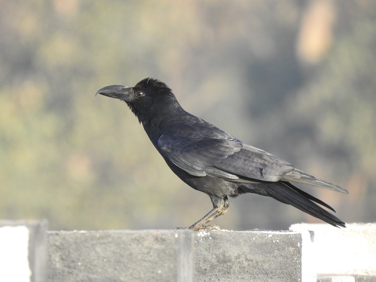 Large-billed Crow - ML630717040