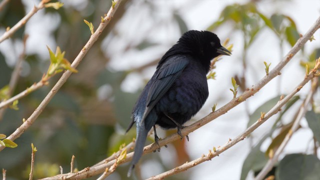 Shiny Cowbird - ML630717050