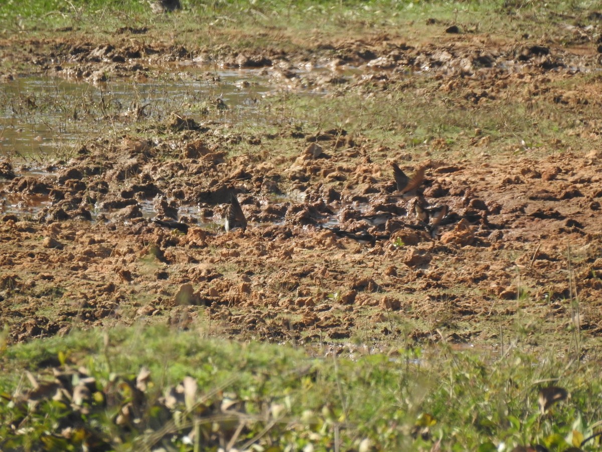 Streak-throated Swallow - ML630717053