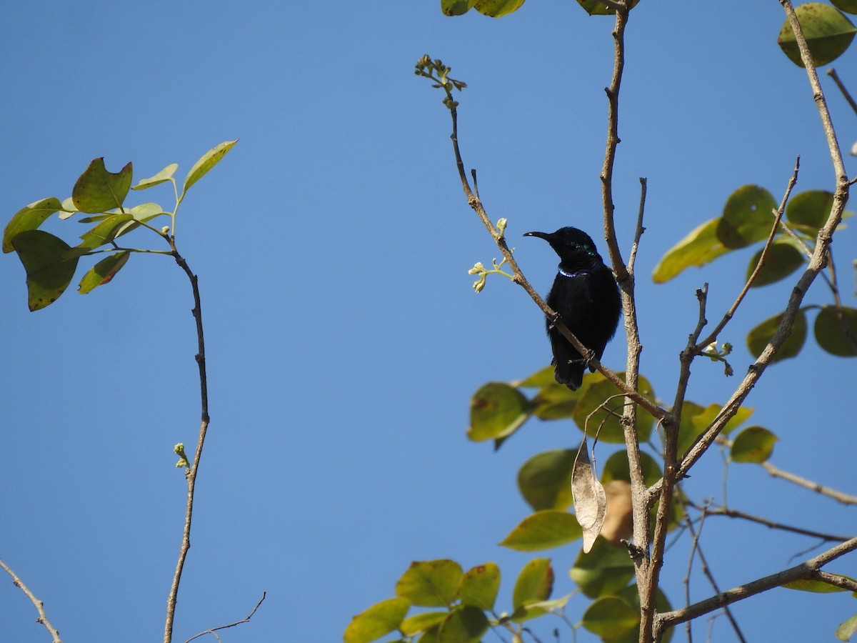 Purple Sunbird - ML630717076