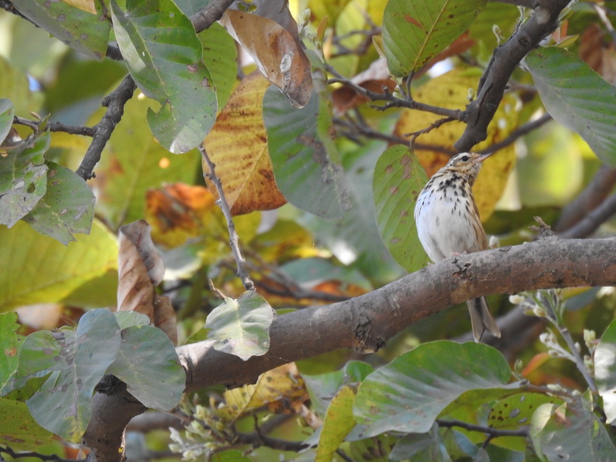 Olive-backed Pipit - ML630717094