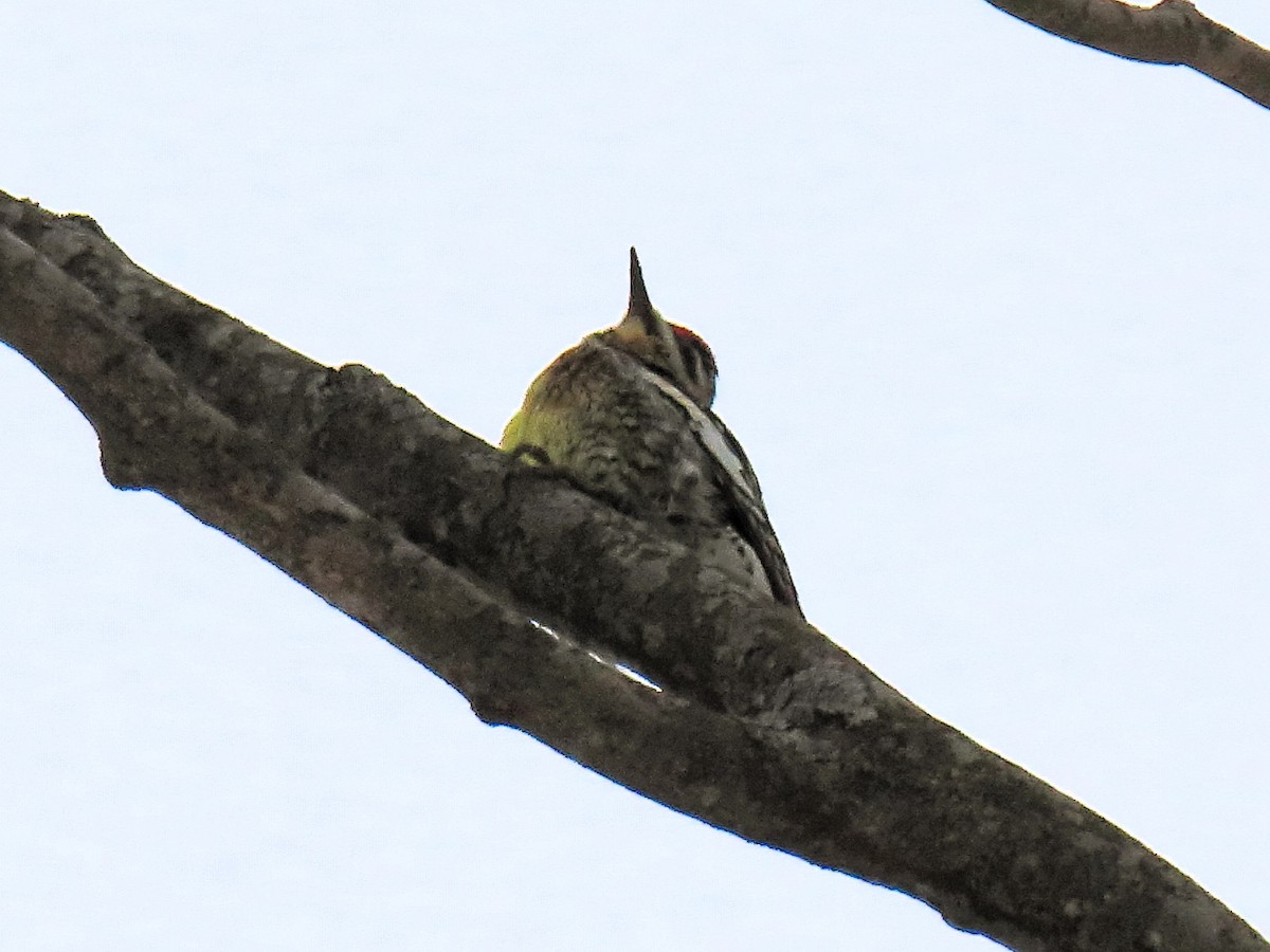 Yellow-bellied Sapsucker - ML630717142