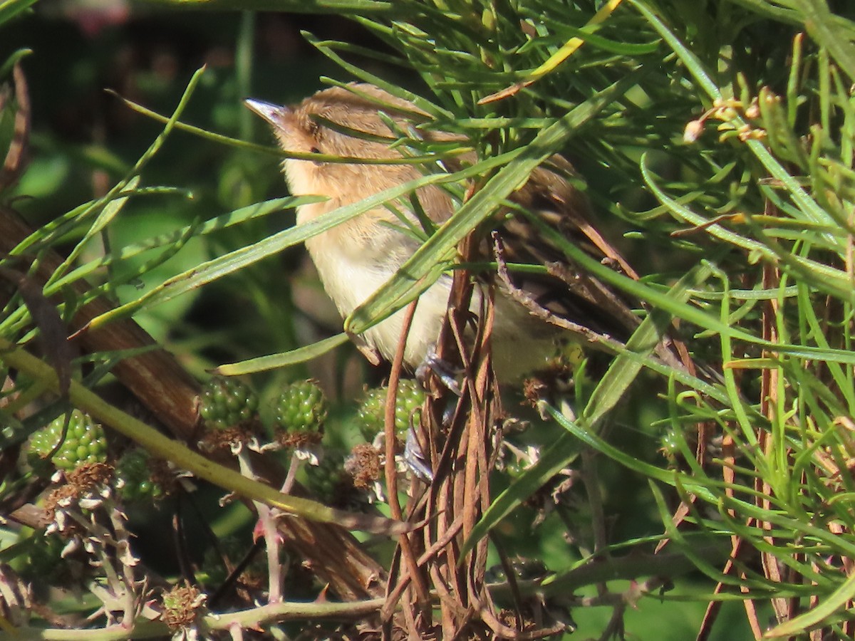 Ticking Doradito - ML630717182