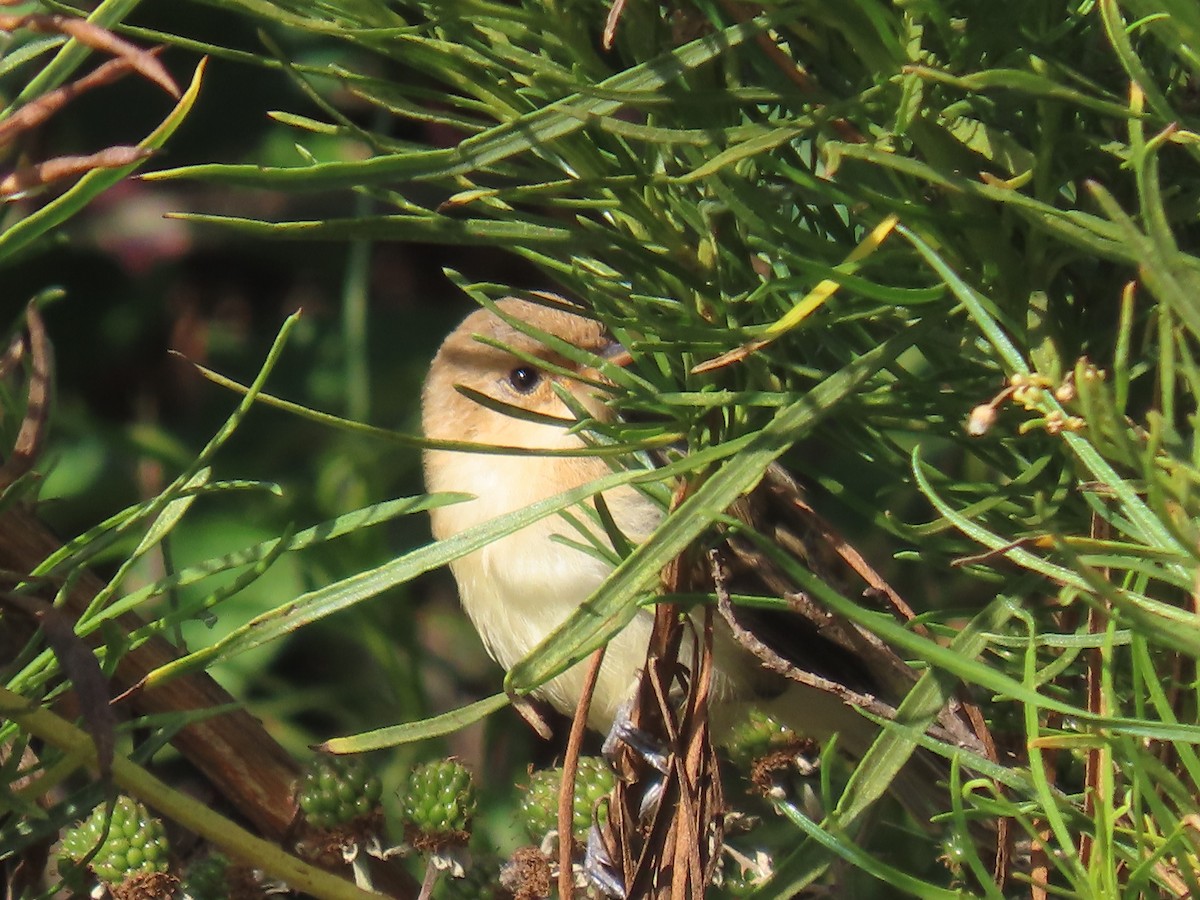 Ticking Doradito - ML630717189