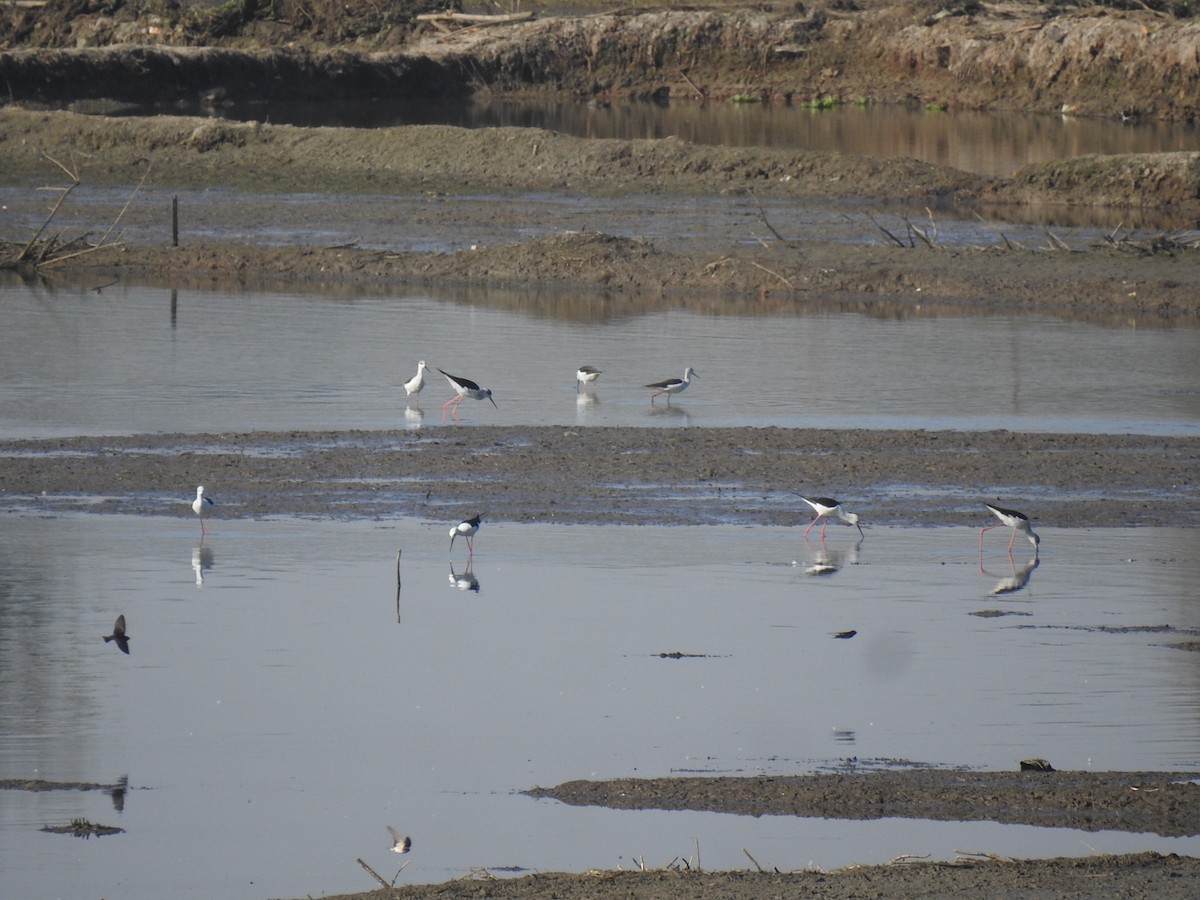Black-winged Stilt - ML630717202