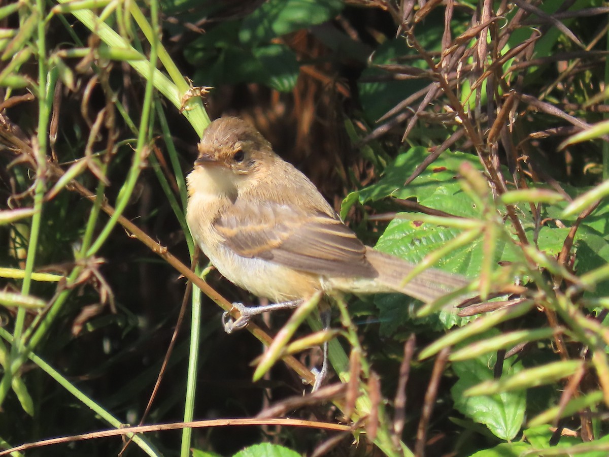 Ticking Doradito - ML630717204