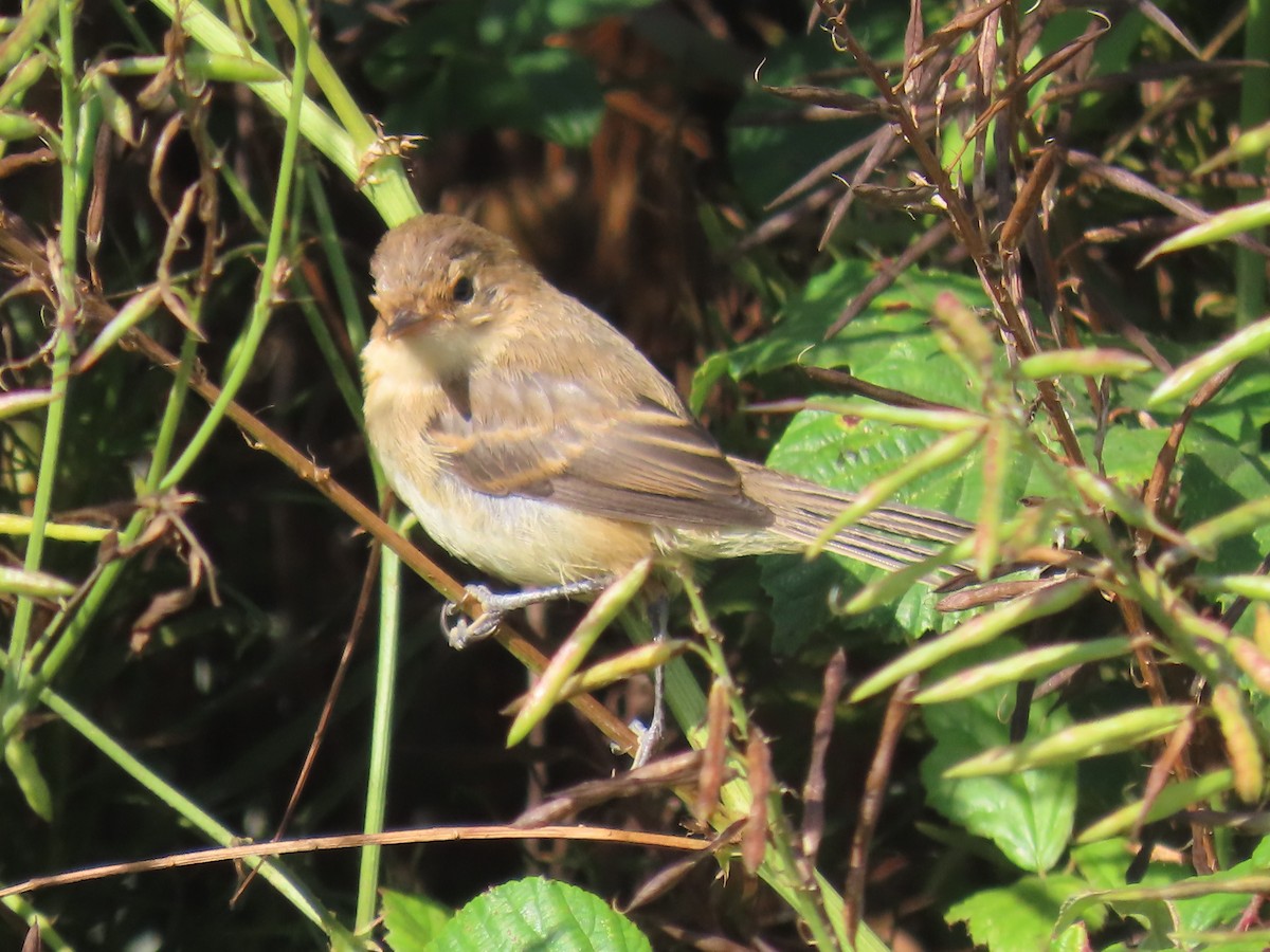 Ticking Doradito - ML630717209