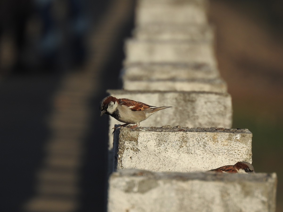 House Sparrow - ML630717234