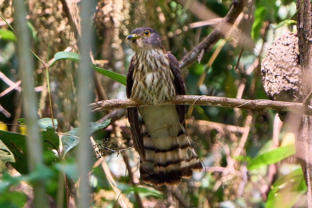 Hodgson's Hawk-Cuckoo - ML630717240