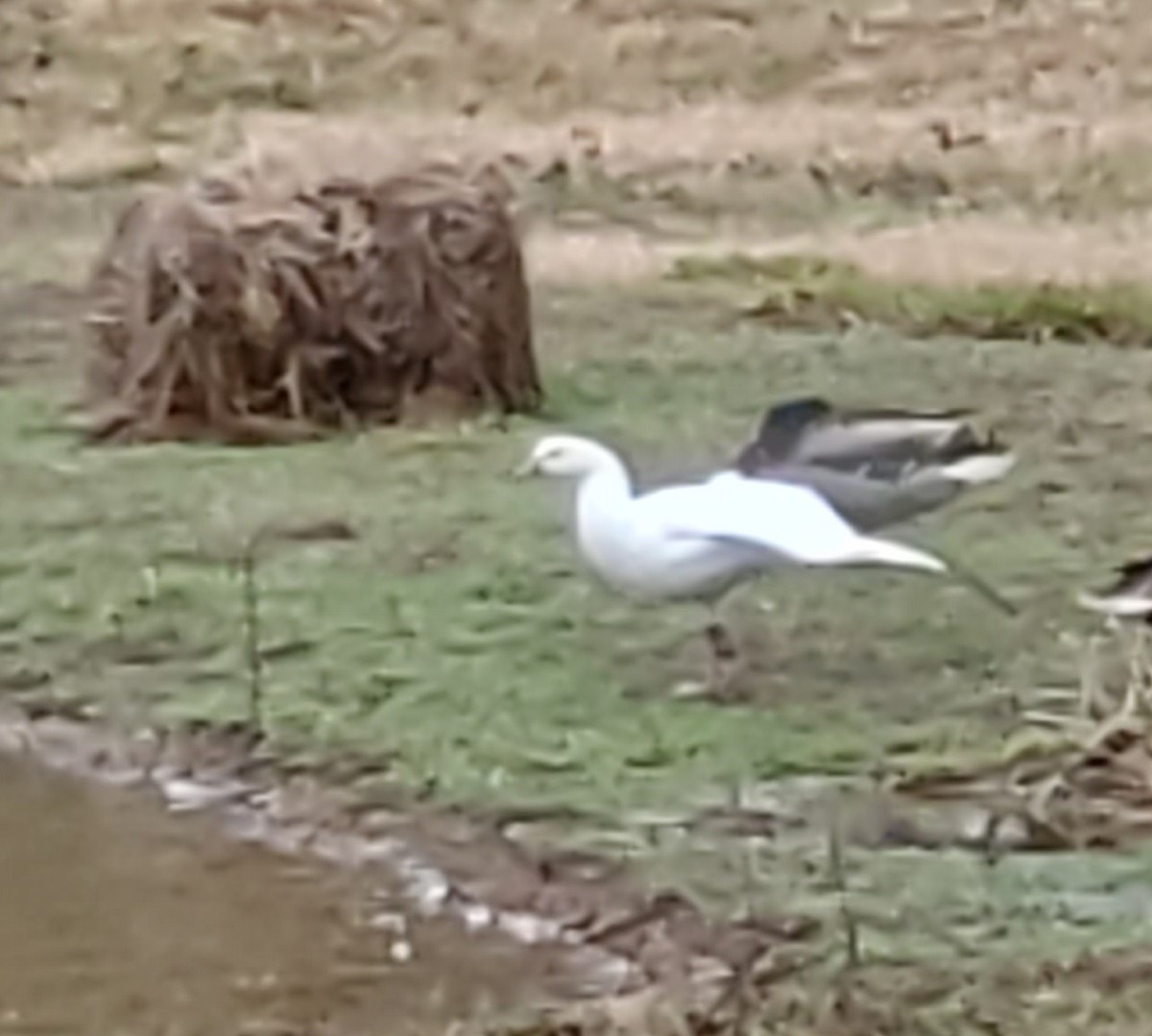 ヒメハクガン - ML630717252