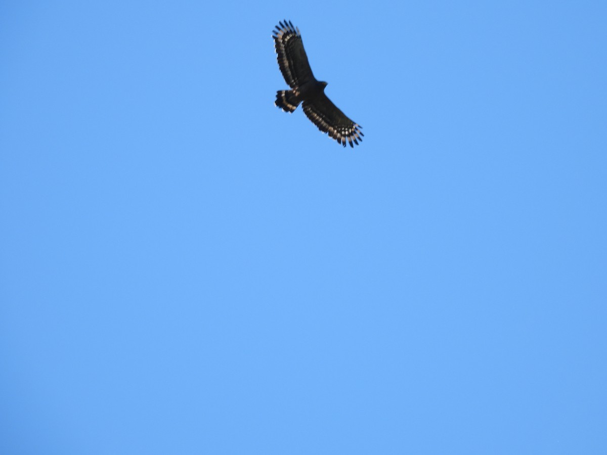 Crested Serpent-Eagle - ML630717321