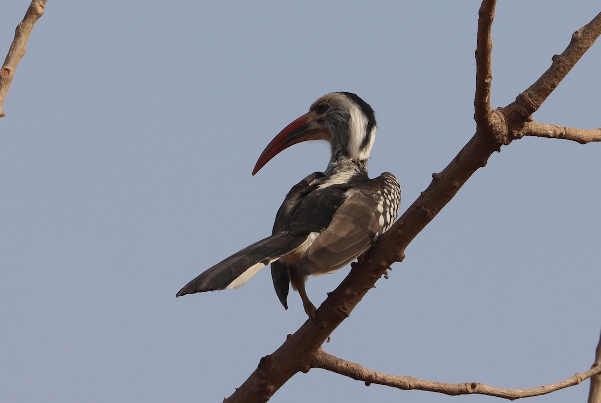 Northern Red-billed Hornbill - ML630717514