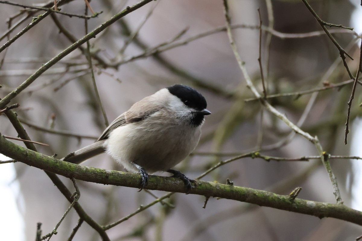 Marsh Tit - ML630717645