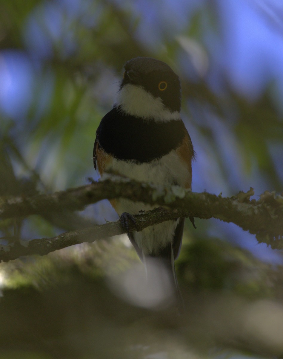 Cape Batis - ML630717739