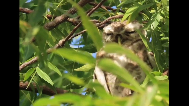 Spotted Owlet - ML630717790