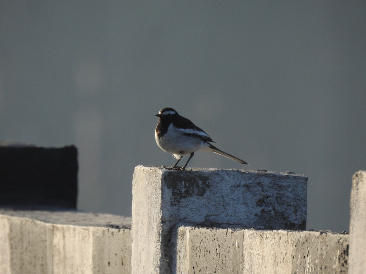 White-browed Wagtail - ML630717955