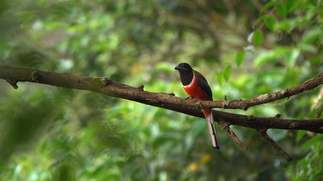 Malabartrogon - ML630717983