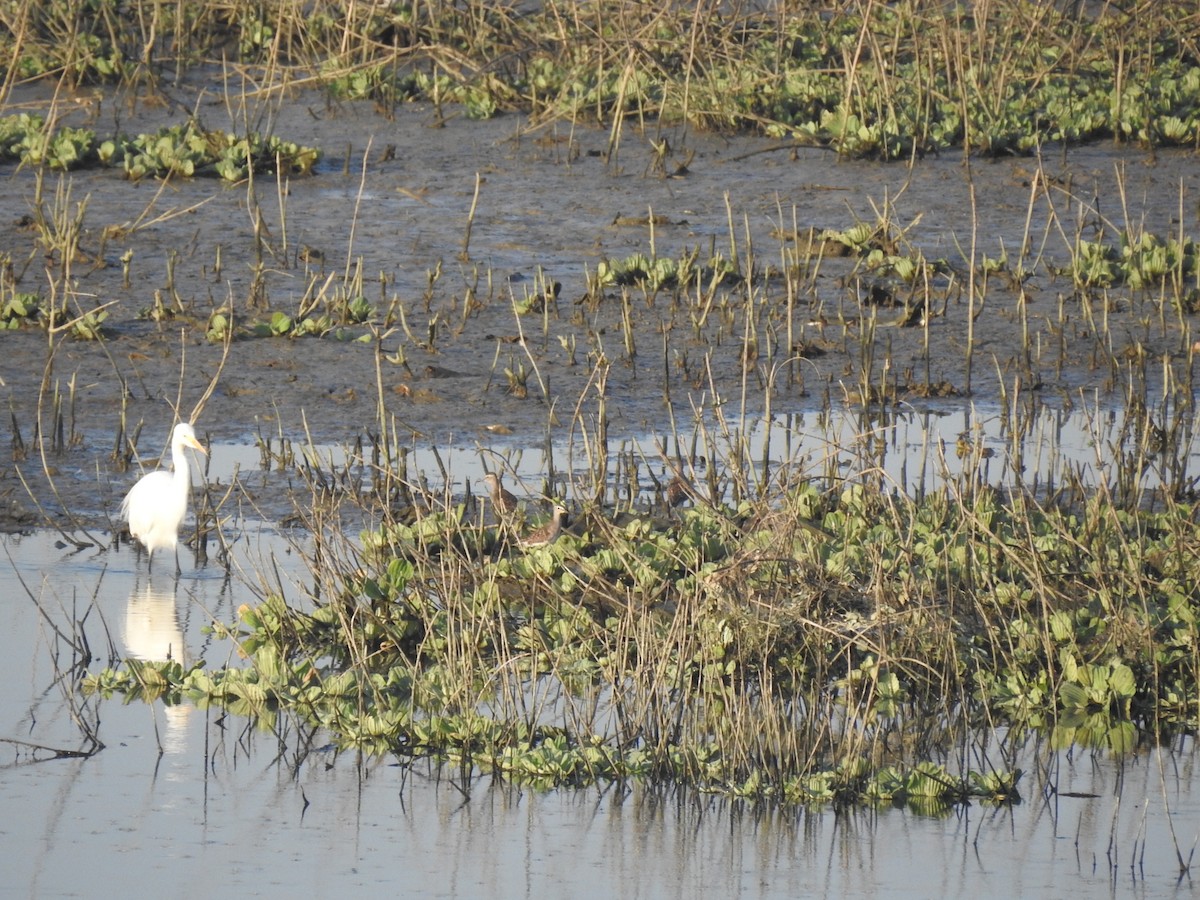 Wood Sandpiper - ML630718079