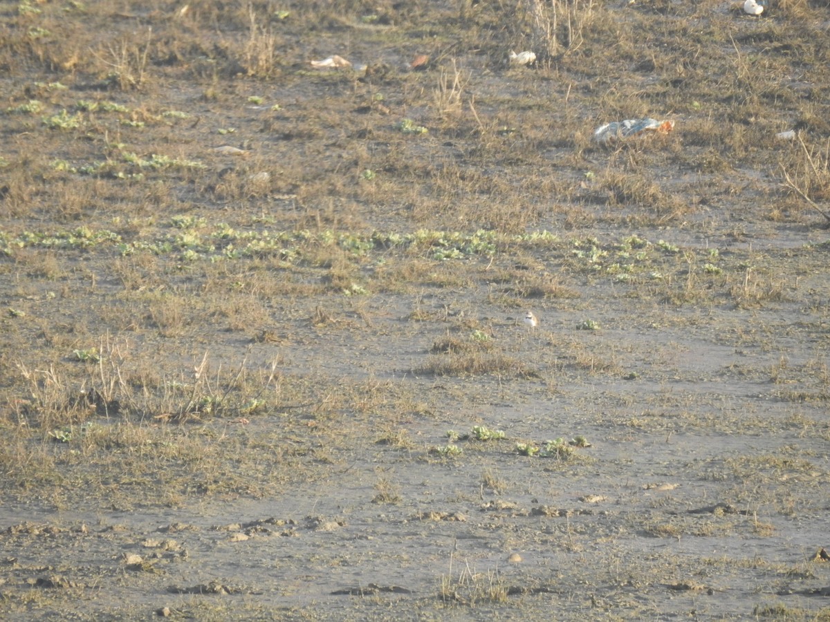 Little Ringed Plover - ML630718103