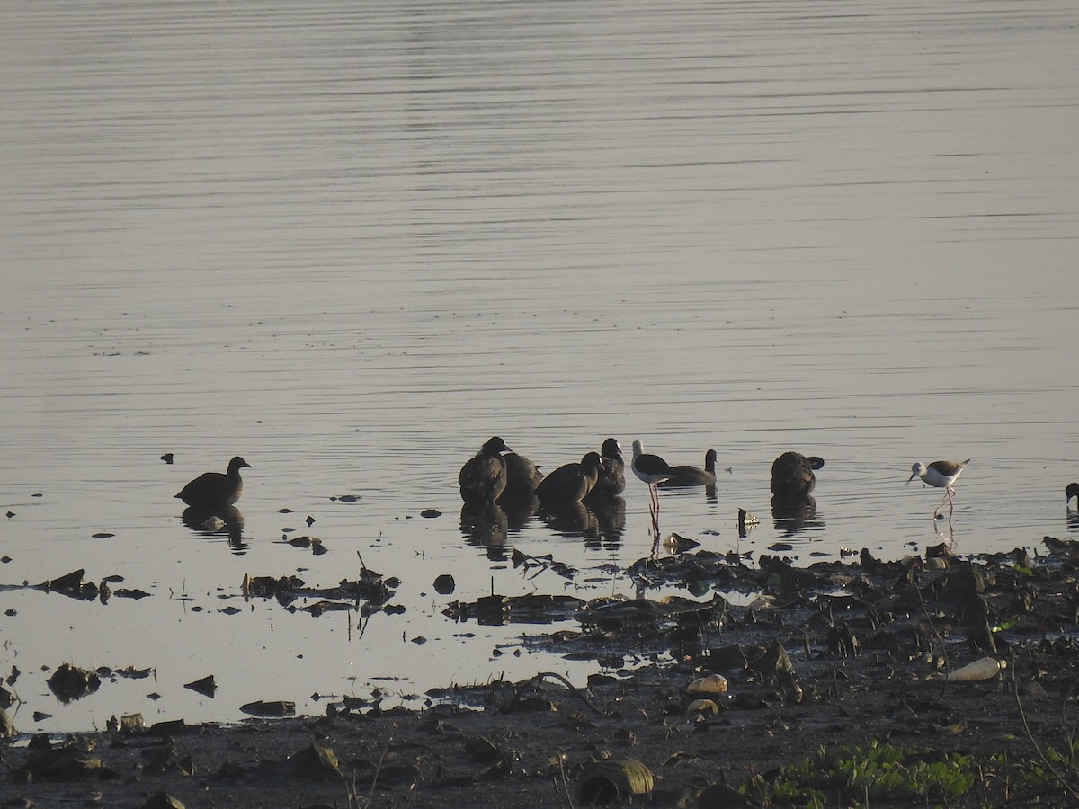 Eurasian Coot - ML630718167