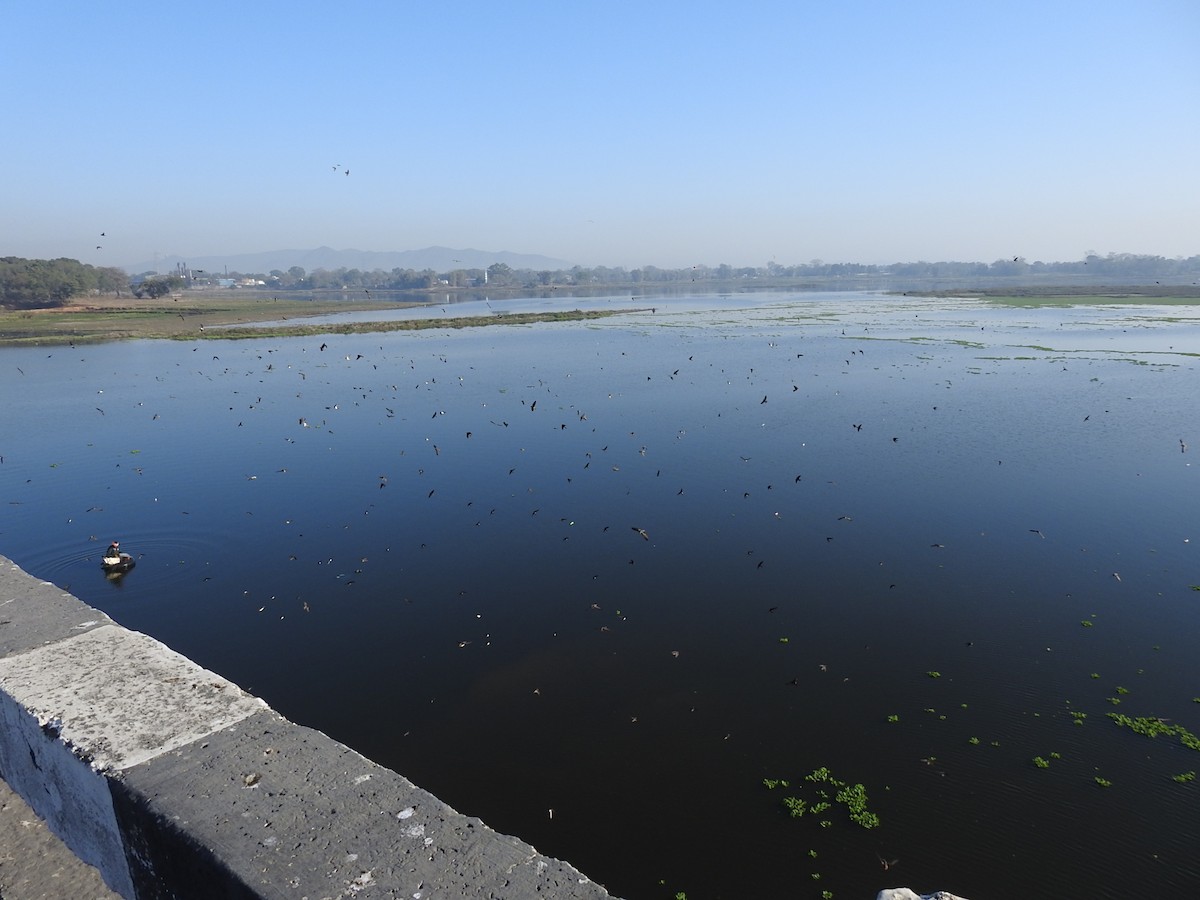 Streak-throated Swallow - ML630718203