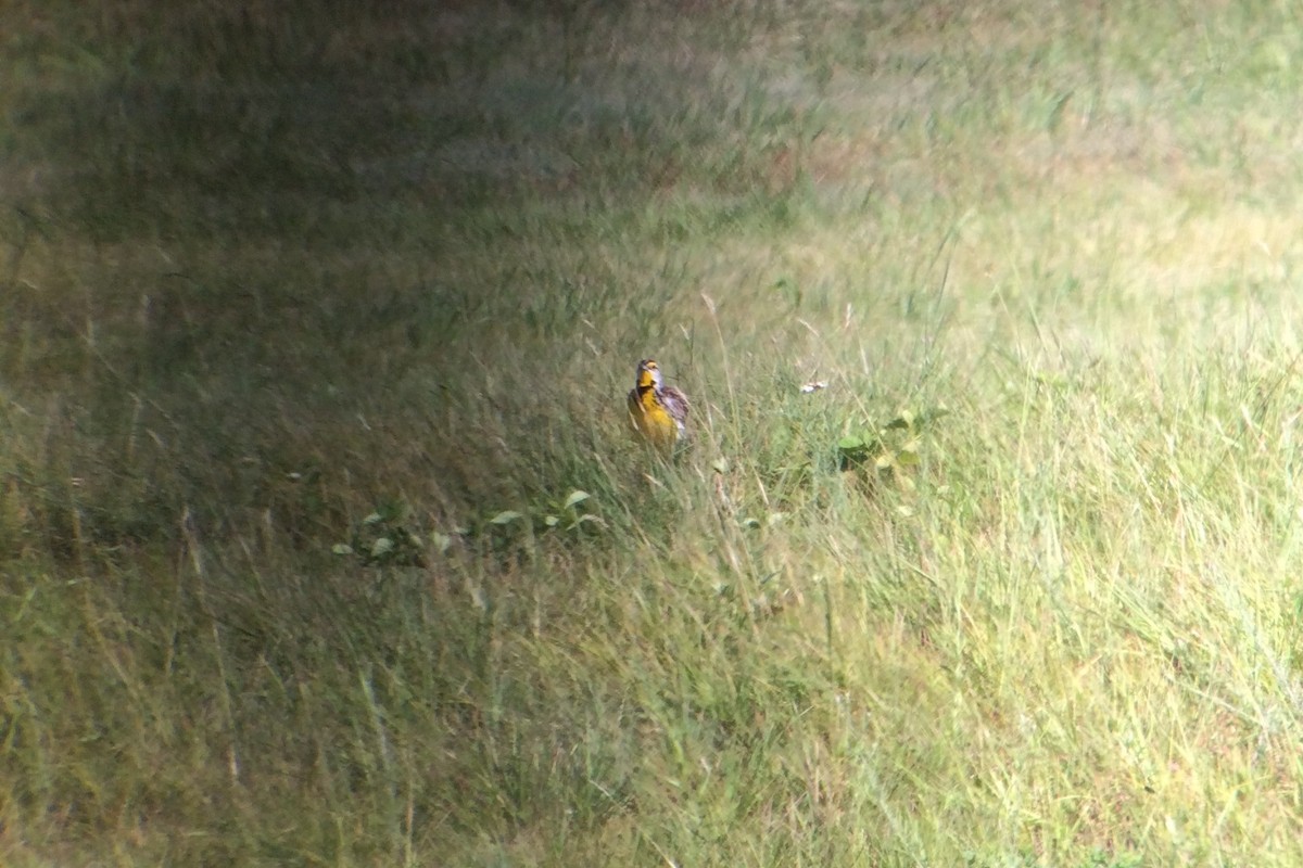 Eastern Meadowlark - ML63071821