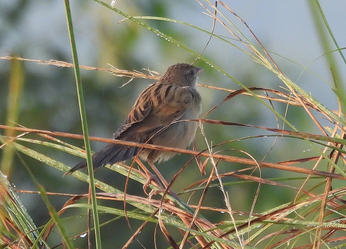 Bristled Grassbird - ML630718366