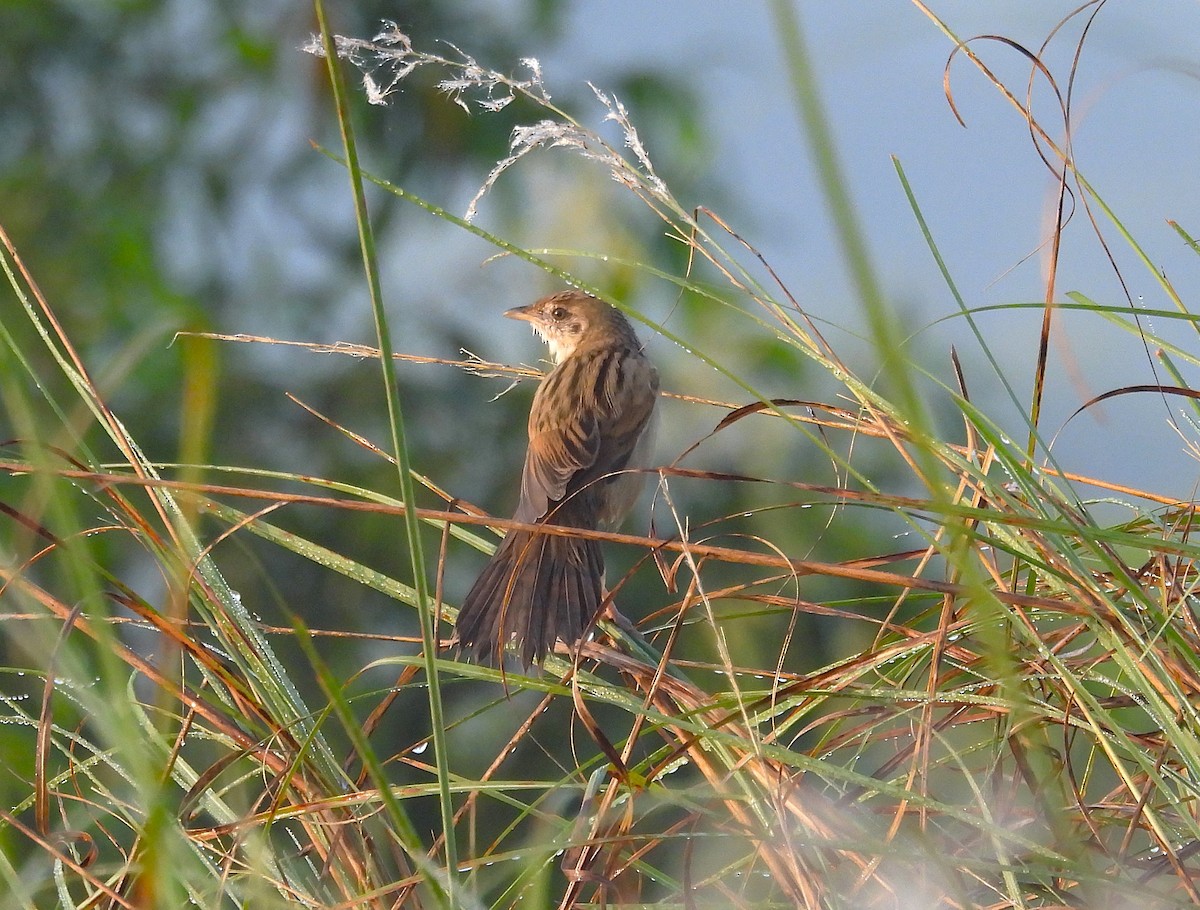 Bristled Grassbird - ML630718367