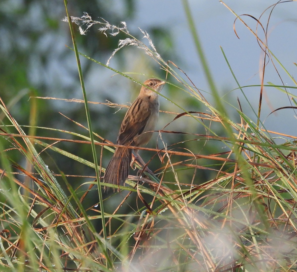 Bristled Grassbird - ML630718368