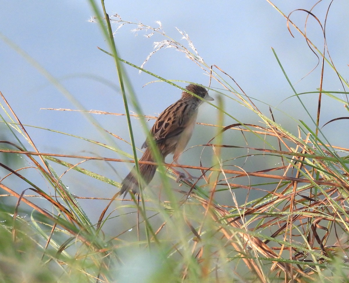 Bristled Grassbird - ML630718369