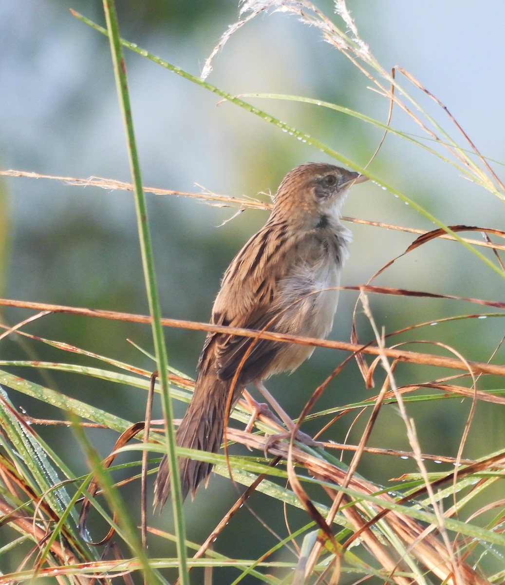 Bristled Grassbird - ML630718370