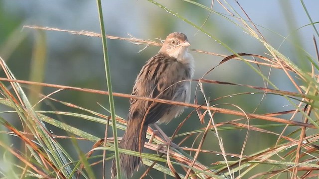 Bristled Grassbird - ML630718371