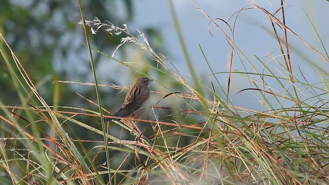 Bristled Grassbird - ML630718373