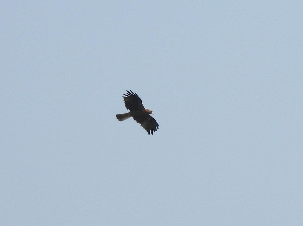 Aquila minore - ML630718391